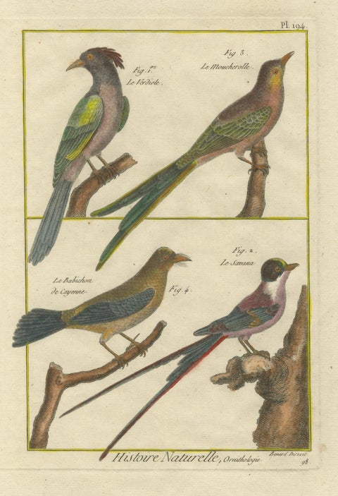 Hand-Colored Engraving of Exotic Tropical Birds from Histoire Naturelle, 1790, close-up 3