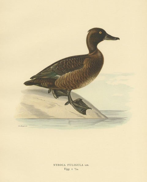 Female Tufted Duck, Swedish Bird Print after von Wright, 1929, view 2