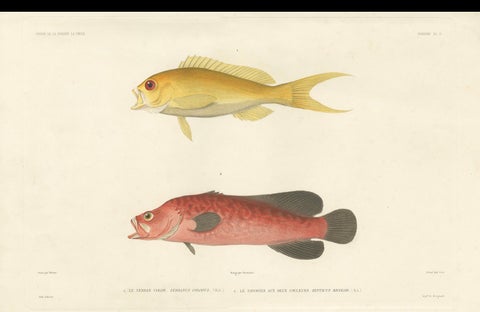 Vintage Fish Illustration, Sea Bass and Mottled Soapfish, Paris 1846, close-up 2