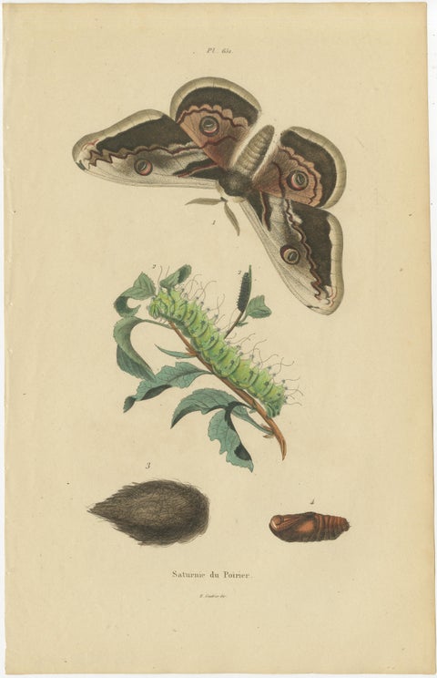 Pair of French Butterfly & Moth Engravings by E. Guérin, 1835, view 3