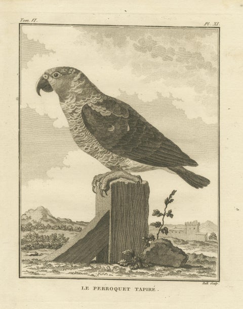 Original Antique Engraving of a Parrot Species, view 3