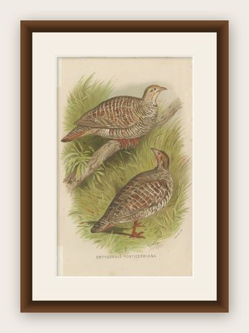 Antique Bird Print of the Grey Partridge by Hume & Marshall, 1879, shown framed