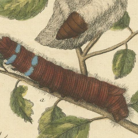 Moth Lifecycle and Host Plant, Engraved and Hand-Colored, 1713, close-up 5