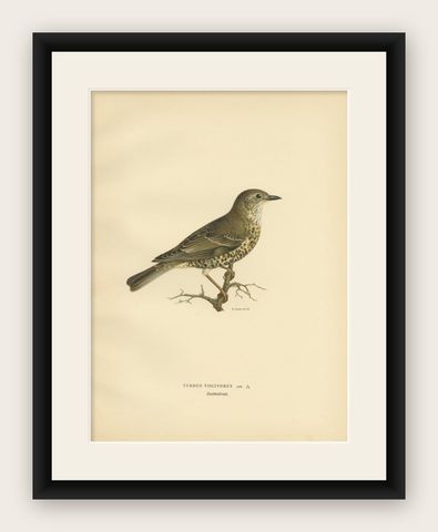 Antique Bird Print of the Mistle Thrush by Von Wright, 1927, shown framed