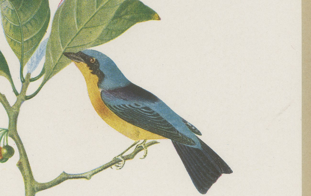 Tanagers and Honeycreepers, Brazilian Bird Print, Descourtilz, 1944, view 4