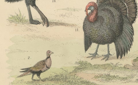 Game Birds & Flightless Birds Print: Peacock, Ostrich, Cassowary, Antique 1867, close-up 3
