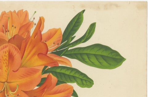 Enchanted Blossoms: Masterpieces of Botanical Art from Van Houtte's Florilegium, close-up 1