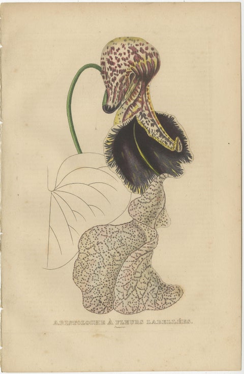 Antique Botanical Print of Aristolochia à Fleurs Labellées - 19th Century, view 2