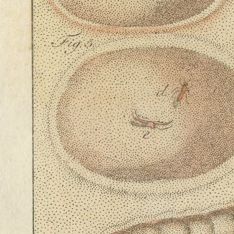 Insect Pit Traps in Sand, Antique Bertuch Print, circa 1805, close-up 6