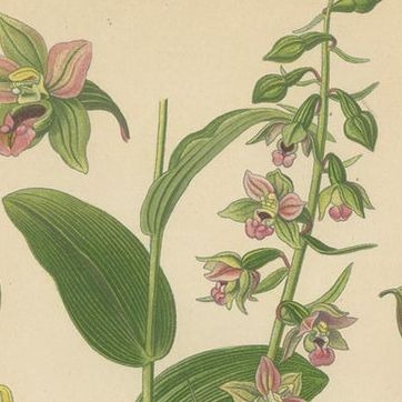 Epipactis Enchantment: A Trio of Botanical Illustrations from 1904, close-up 1