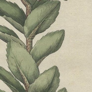 Old Flower Print of the Frog's-Stomach or Harping Johnny, ca.1800, close-up 3