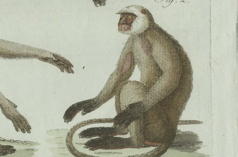 Original Antique Print of Three Monkeys by Bertuch, circa 1805, close-up 6