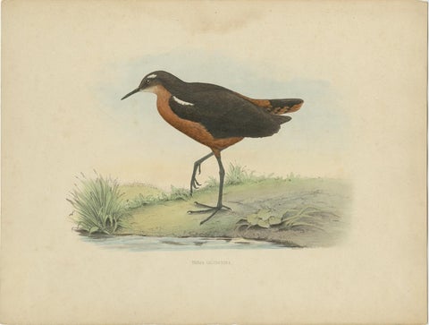 Old Bird Print of the Tahiti Sandpiper or Tahitian Sandpiper, 1854, view 2