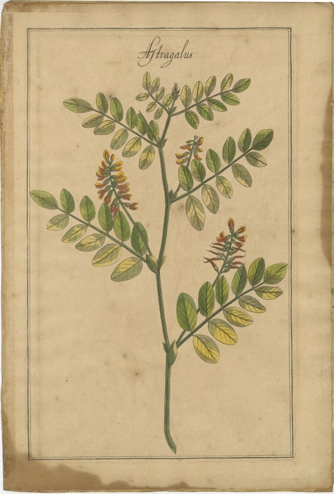Antique Floral Botanicals, Natrix, Astragalus & Cytisus, Leipzig 1690s, view 3