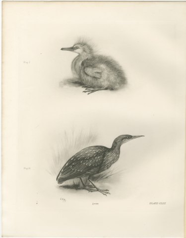 Night Heron Chick and Spotted Juvenile after Lilian Medland, c. 1909, view 2