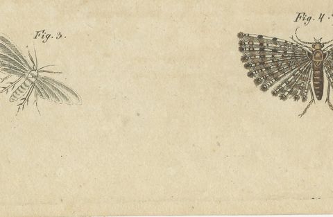 Fruit Moths with Caterpillar in a Cut Apple, Antique Bertuch Print, circa 1815, close-up 2