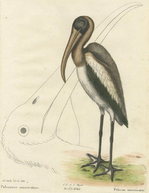 Antique Hand-Colored Engraving of the American Pelican, 19th Century, close-up 4