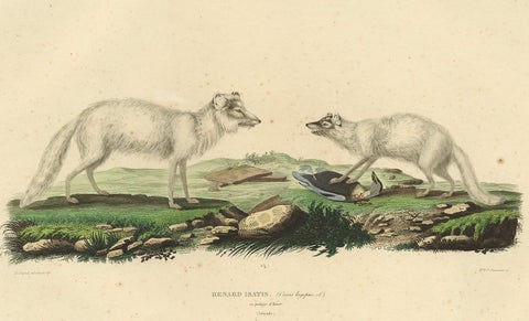 Rare Hand-Colored Engraving of the Artic Fox in Winter Coat, 1842, close-up 3