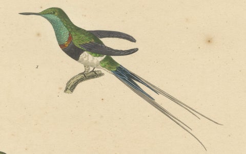 Hummingbird Engravings by Huet and Prêtre: Langsdorff, Chalybeate, Unique-tailed, close-up 3