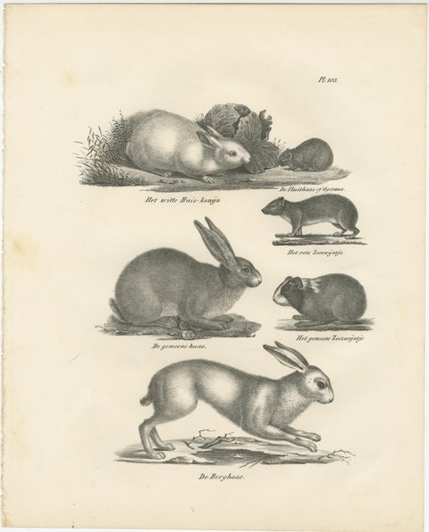 Antique Rodents & Hares Lithographs, Rabbits, Guinea Pig & Jerboa c.1830, view 3