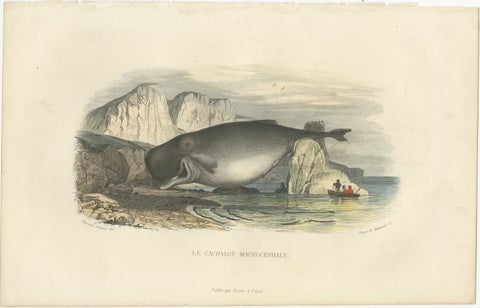 Le Cachalot Macrocéphale (Sperm Whale), Hand-Colored Engraving, 1840, view 2