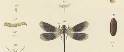 Large Antique Entomology Poster, Dragonflies, Crickets & Flies, ca.1880, close-up 3