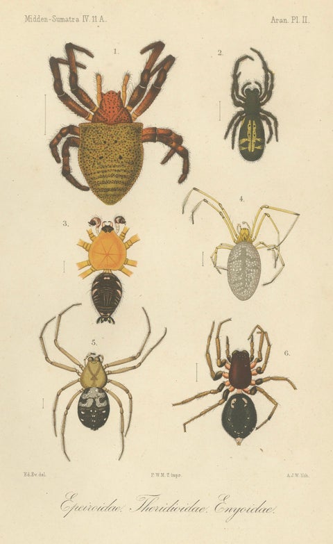 Antique Print of Sumatran Spiders, Orb Weavers & Jumping Spiders, c.1887, close-up 1