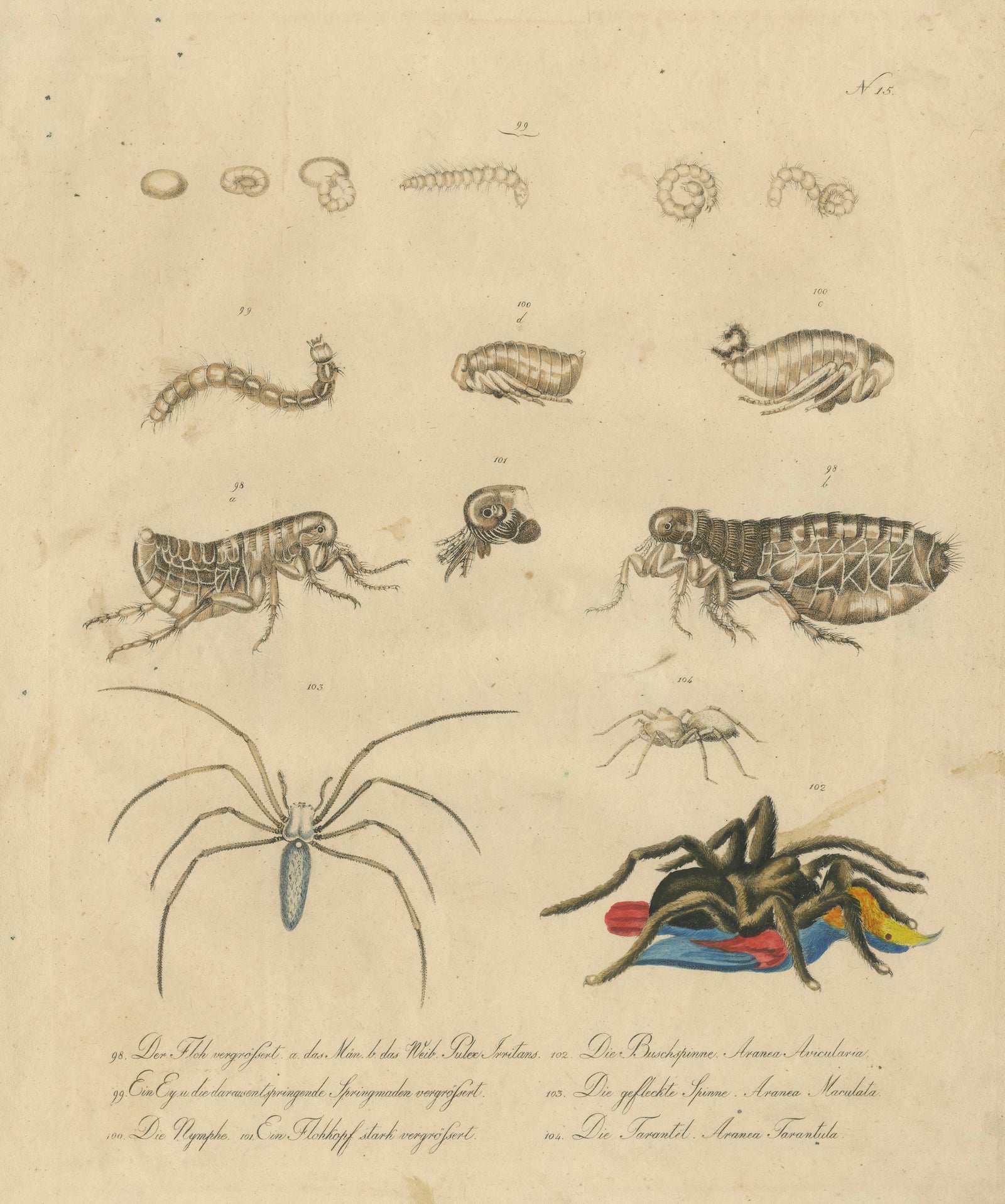 Fleas, Tarantula & Spiders, Brodtmann Hand-Colored Natural History Plate, 1816