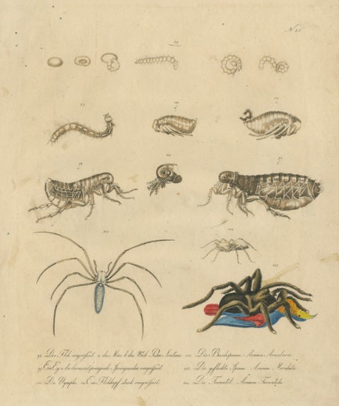 Fleas, Tarantula & Spiders, Brodtmann Hand-Colored Natural History Plate, 1816