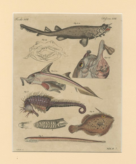 Antique Seahorse, Frilled Shark & Curious Fish Engraving, Bertuch, 1821, close-up 1