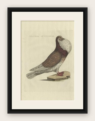Antique Bird Print of a Cropper Pigeon by Sepp & Nozeman, 1829, shown framed