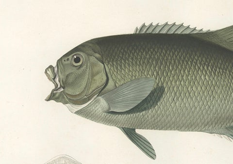 Antique Print of Fréminville’s Reef Fish, Hand-Colored French Lithograph, 1846, close-up 2