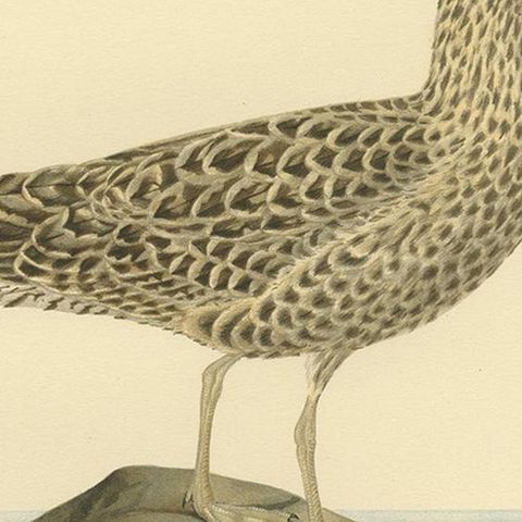 Antique Bird Print of the Lesser Black-Backed Gull by Von Wright, close-up 2