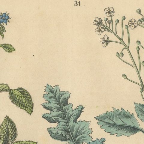 Antique Wildflower Botanical Print, Borage and Field Plants, Germany 1852, close-up 5