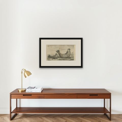 Antique Print of Two Sea Lions on the Shore of Juan Fernandes by Anson, '1749', shown framed on a wall