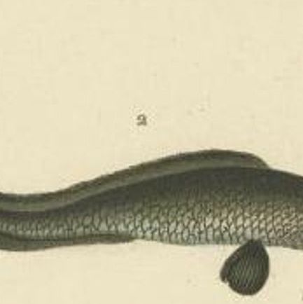 Antique Print of the Four-Eyed Sleeper and Other Fish Species, 1844, close-up 1