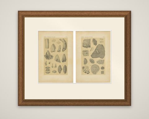Antique Print of Caribbean Coral & Fossils - Geological Lithograph Pair, 1888, shown framed