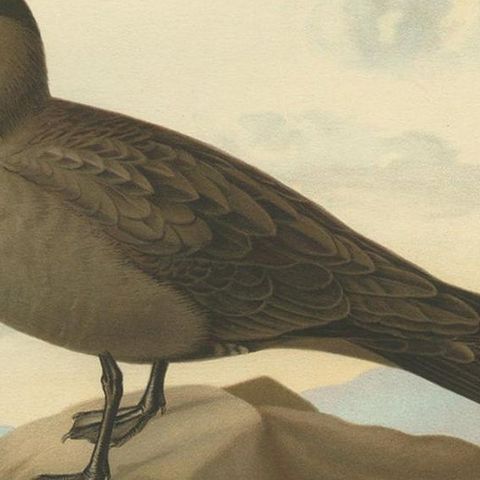 Antique Bird Print of the Parasitic Jaeger by Von Wright, 1929, close-up 2