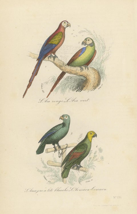 Antique Bird Print of the Red Macaw, Green Macaw and Other Parrots, view 3