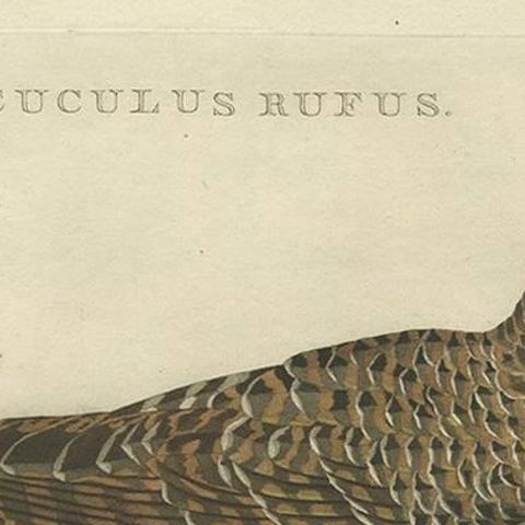 Rufous Cuckoo, Hand-Coloured Engraving with Dutch Text, 1770–1829, close-up 1