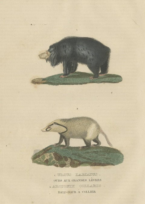 Old Hand-Colored Print of a Big Lipped Bear and Bali-Collared Soar or Hog Badger, close-up 1