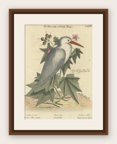 Hand-Colored Engraving of the Lesser White Heron by Johann Seligmann, c.1773, shown framed