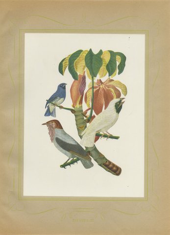 Cotingas and Tanagers on a Cecropia, Brazilian Bird Print, Descourtilz, 1944, view 2