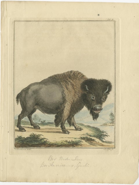 Original Antique Print of a Bison, view 2