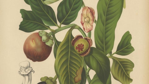Original Antique Mangosteen Botanical Chromolithograph by Hoola van Nooten, 1880, close-up 5