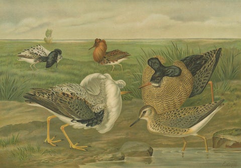 Ruffs and Reeves in Breeding Plumage, Ornithological Lithograph c.1895, close-up 2