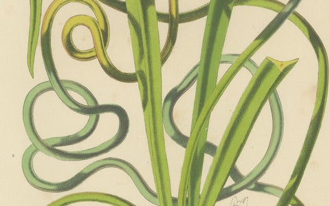 Twining Brodiaea Botanical Illustration by Louis van Houtte, 19th Century, close-up 1
