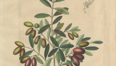 Antique Olive Botanical Print, Hand Colored Copper Engraving, c.1831, close-up 2