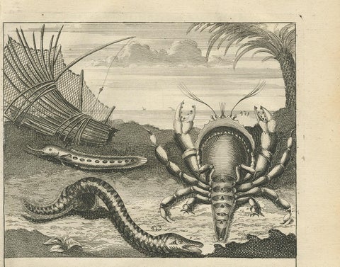 Antique Print of Fish Species 'No. 468' by Valentijn, 1726, view 3