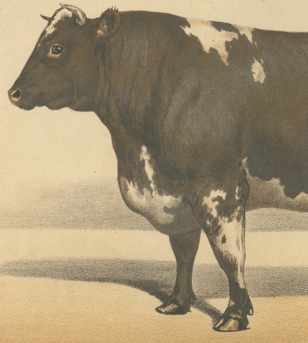 Durham Shorthorn Bull, British Cattle Chromolithograph by Olivier de Penne, 1863, close-up 2